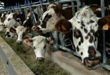 Transporting Your Precious Livestock: Picking the Best Trailer Transporting Your Precious Livestock