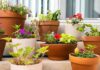 Urban Oasis: Container Gardening Solutions for City Dwellers Container Gardening