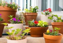 Urban Oasis: Container Gardening Solutions for City Dwellers Container Gardening