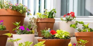 Urban Oasis: Container Gardening Solutions for City Dwellers Container Gardening