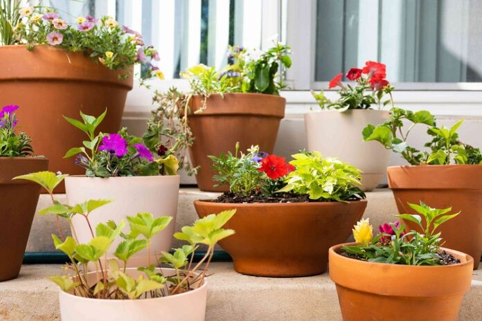 Container Gardening Container Gardening